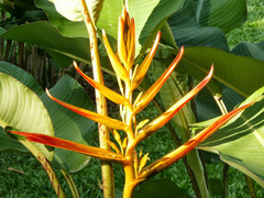 Heliconia gloriosa