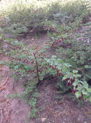 Ribes roezlii roezlii