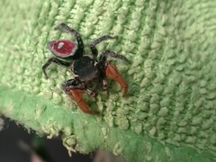 Phidippus cruentus