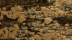 Corticium roseum