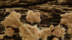 Corticium roseum
