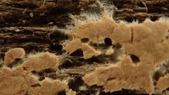 Corticium roseum