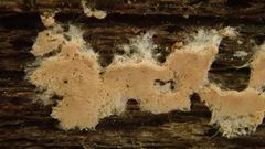 Corticium roseum