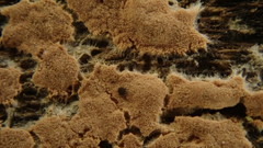 Corticium roseum