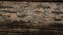 Corticium roseum