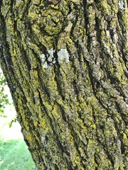 Fungi