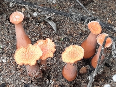 Hypocreodendron sanguineum