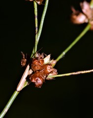 Juncus acuminatus