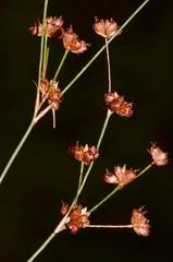 Juncus acuminatus