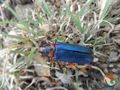 Stenaspis verticalis