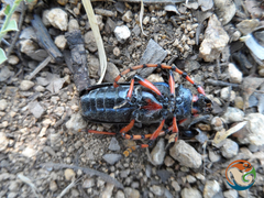 Stenaspis verticalis