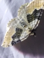 Xanthorhoe quadrifasiata