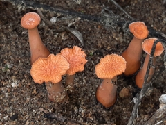 Hypocreodendron sanguineum