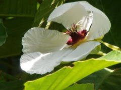 Dillenia philippinensis