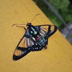 Oxynetra confusa