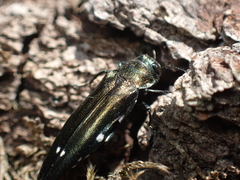 Agrilus biguttatus