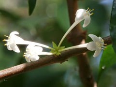 Phaleria clerodendron