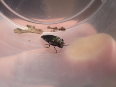 Agrilus biguttatus