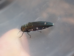 Agrilus biguttatus