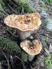 Turbinellus kauffmanii