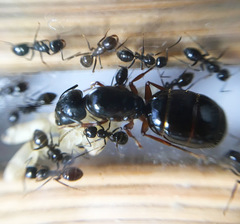 Camponotus friedae