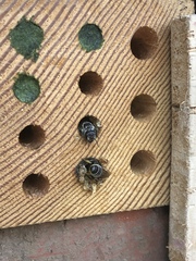 Megachile