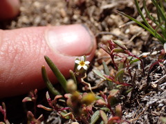 Gymnosteris parvula