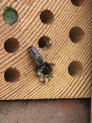 Megachile