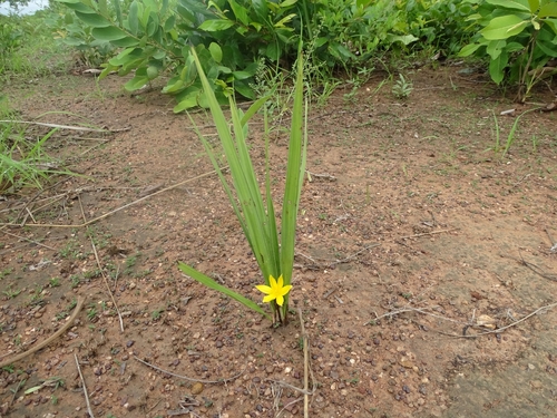 Curculigo pilosa image