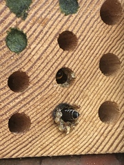 Megachile
