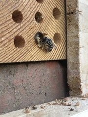 Megachile