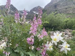 Hedysarum occidentale