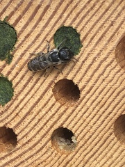 Megachile