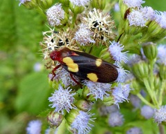 Sphenorhina limbata