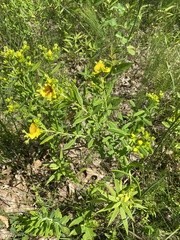 Hypericum kalmianum