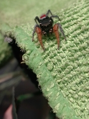 Phidippus cruentus