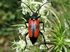Stictoleptura cordigera