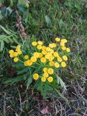 Tanacetum vulgare