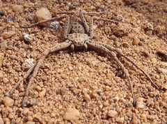 Sicarius ornatus