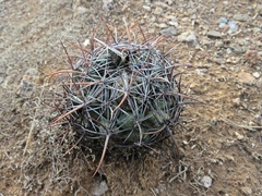 Coryphantha cornifera