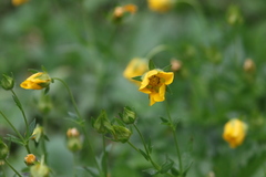 Potentilla flabellifolia