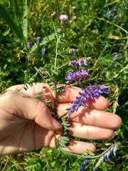 Vicia cracca