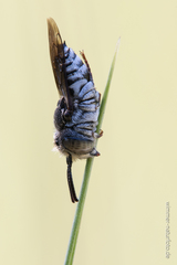 Coelioxys afer
