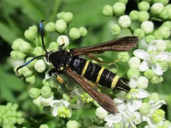 Paranthrene tabaniformis