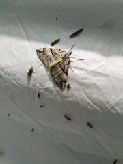 Aplocera praeformata