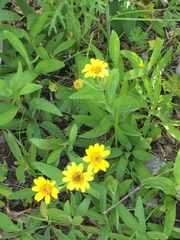 Chrysogonum