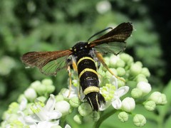 Paranthrene tabaniformis