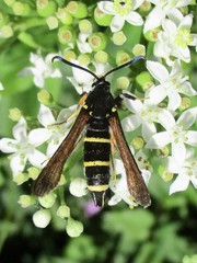 Paranthrene tabaniformis