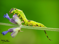 Furcula scolopendrina