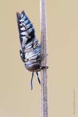 Coelioxys afer